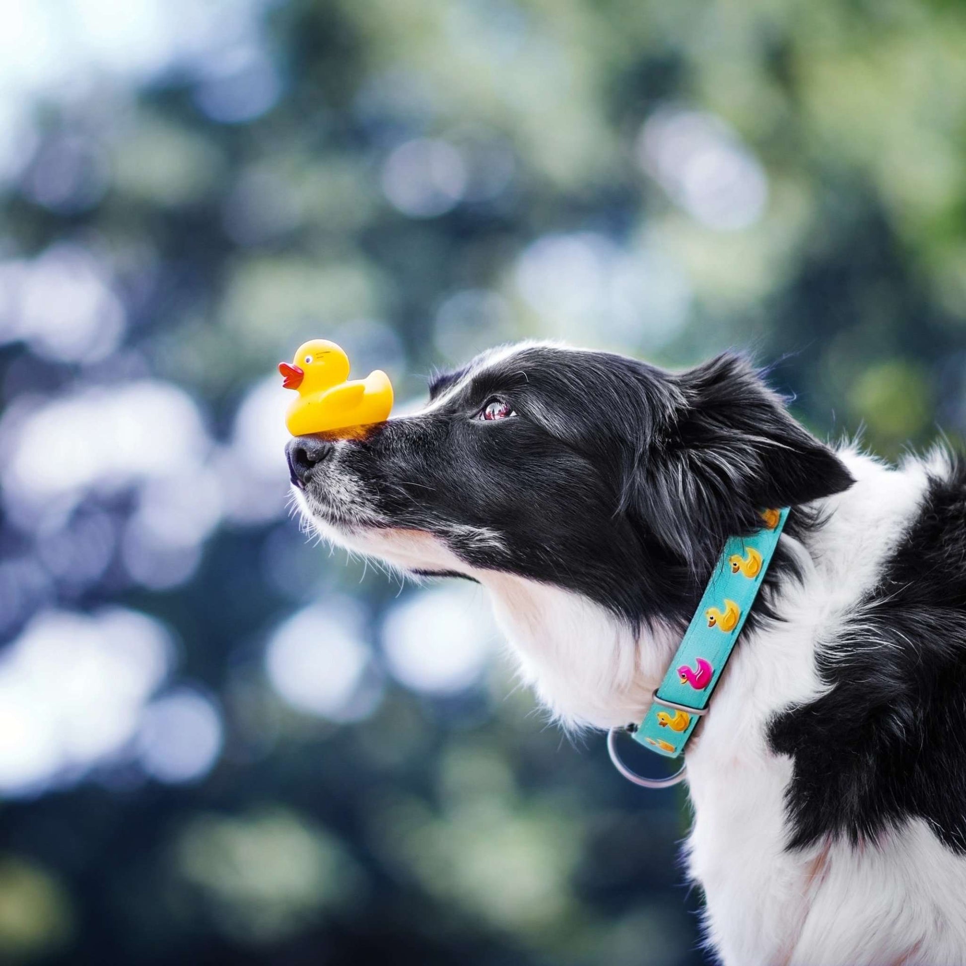Zgardă Max & Molly Smart ID - Ducklings (lifestyle 2)