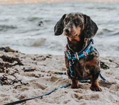 Multi Function Leash - Frenzy the Shark