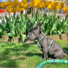 Multi Function Leash - Ducklings