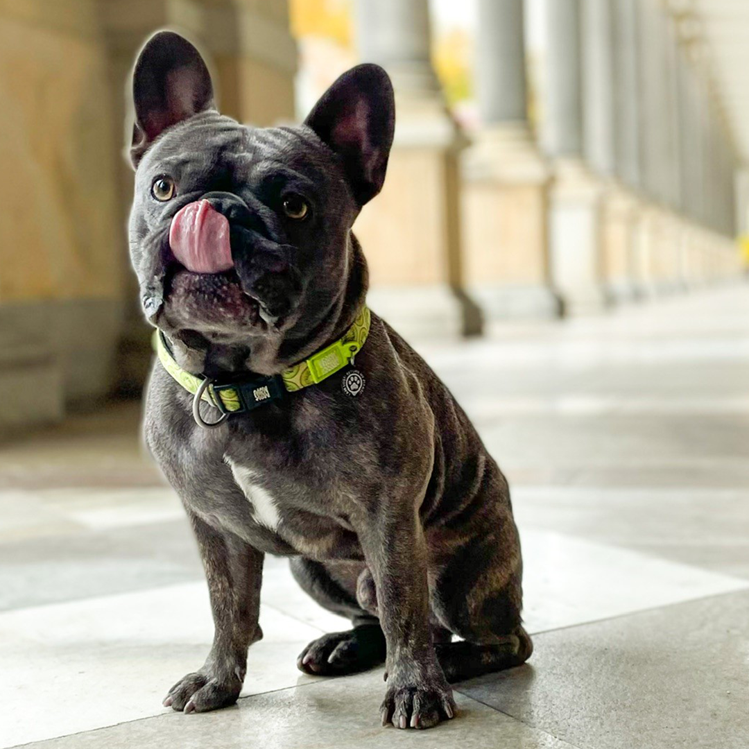 GOTCHA Smart ID Collar Kiwi