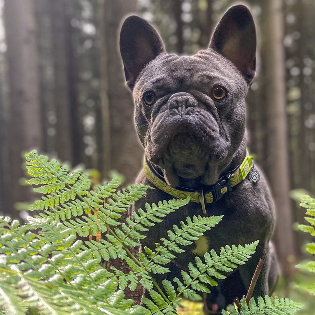 Kiwi clearance cat collar