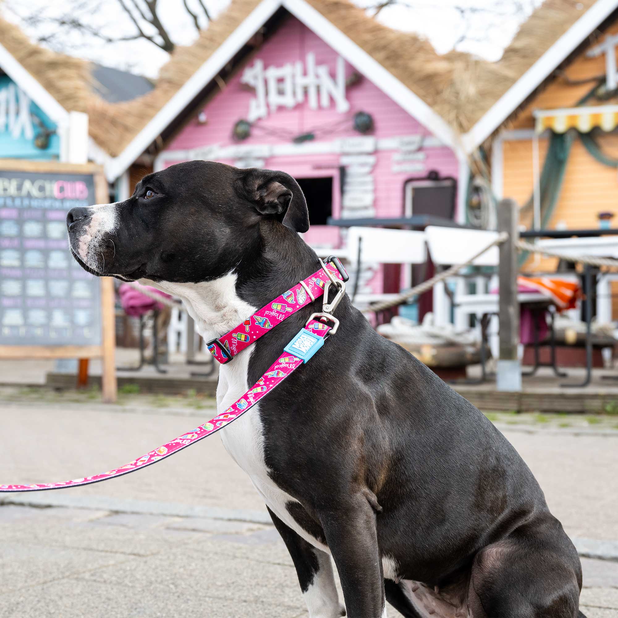 Dog on shop short leash