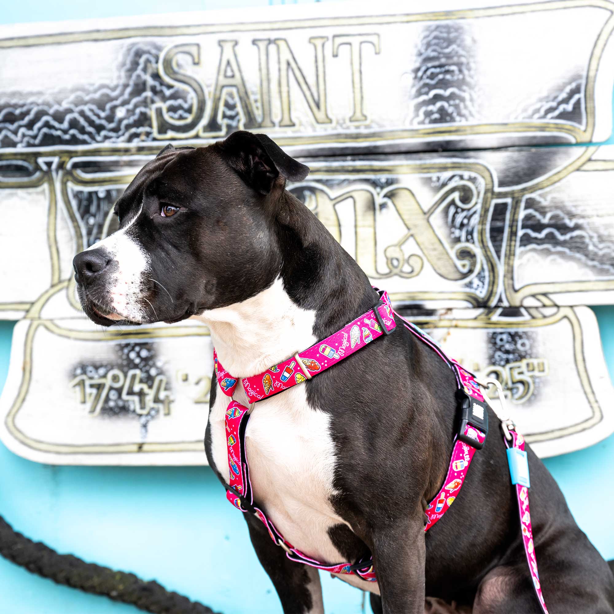 H-Geschirr - Magical