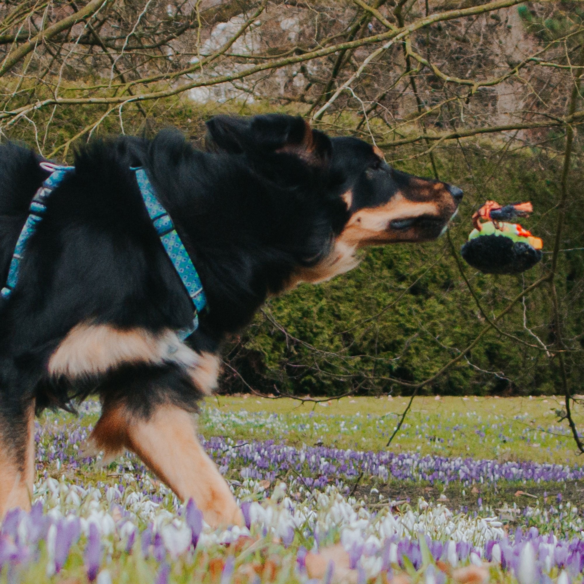 Max & Molly Snuggles - Otto the Dino