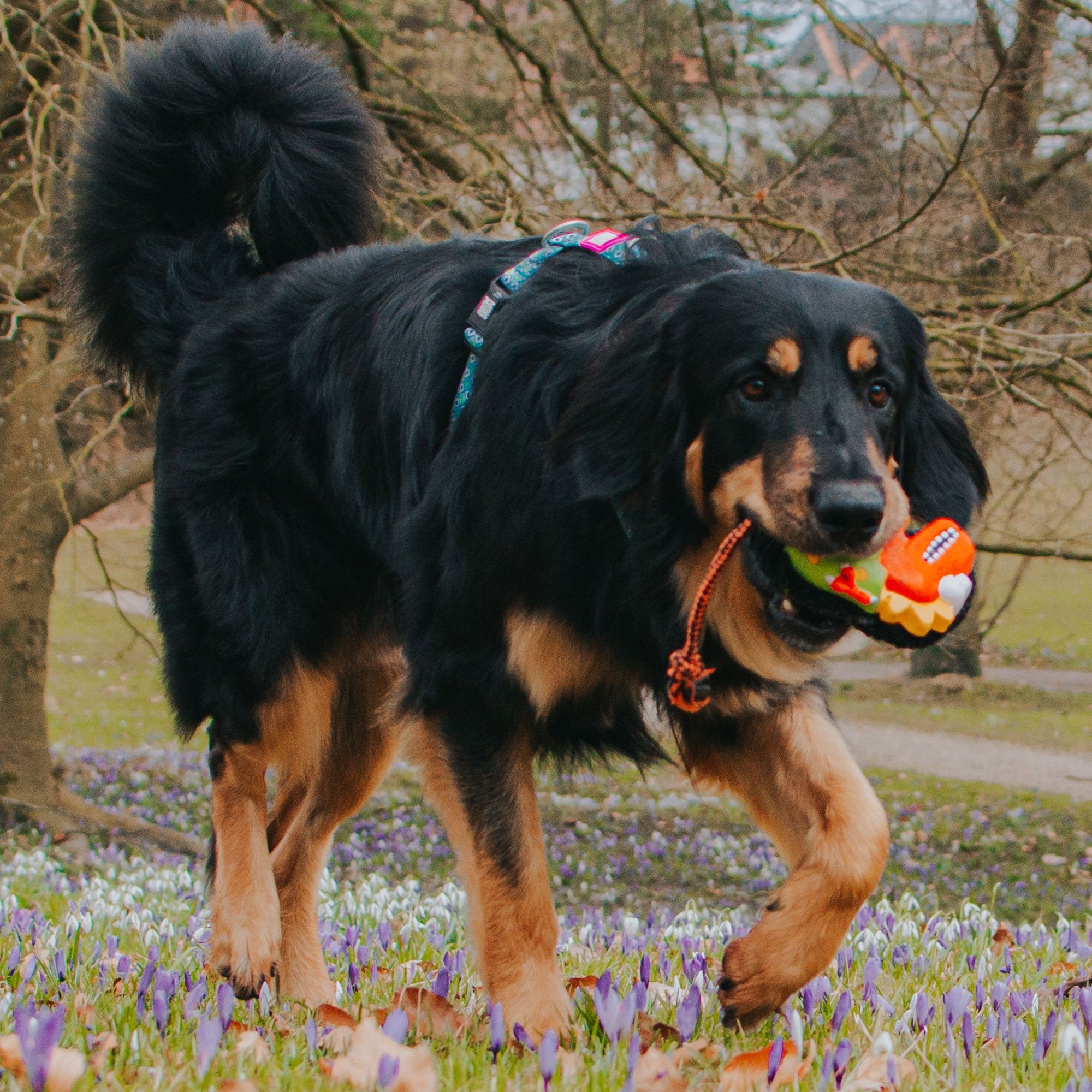 Max & Molly Snuggles - Otto the Dino