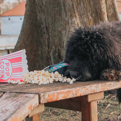 GOTCHA! Smart ID Collar - Popcorn