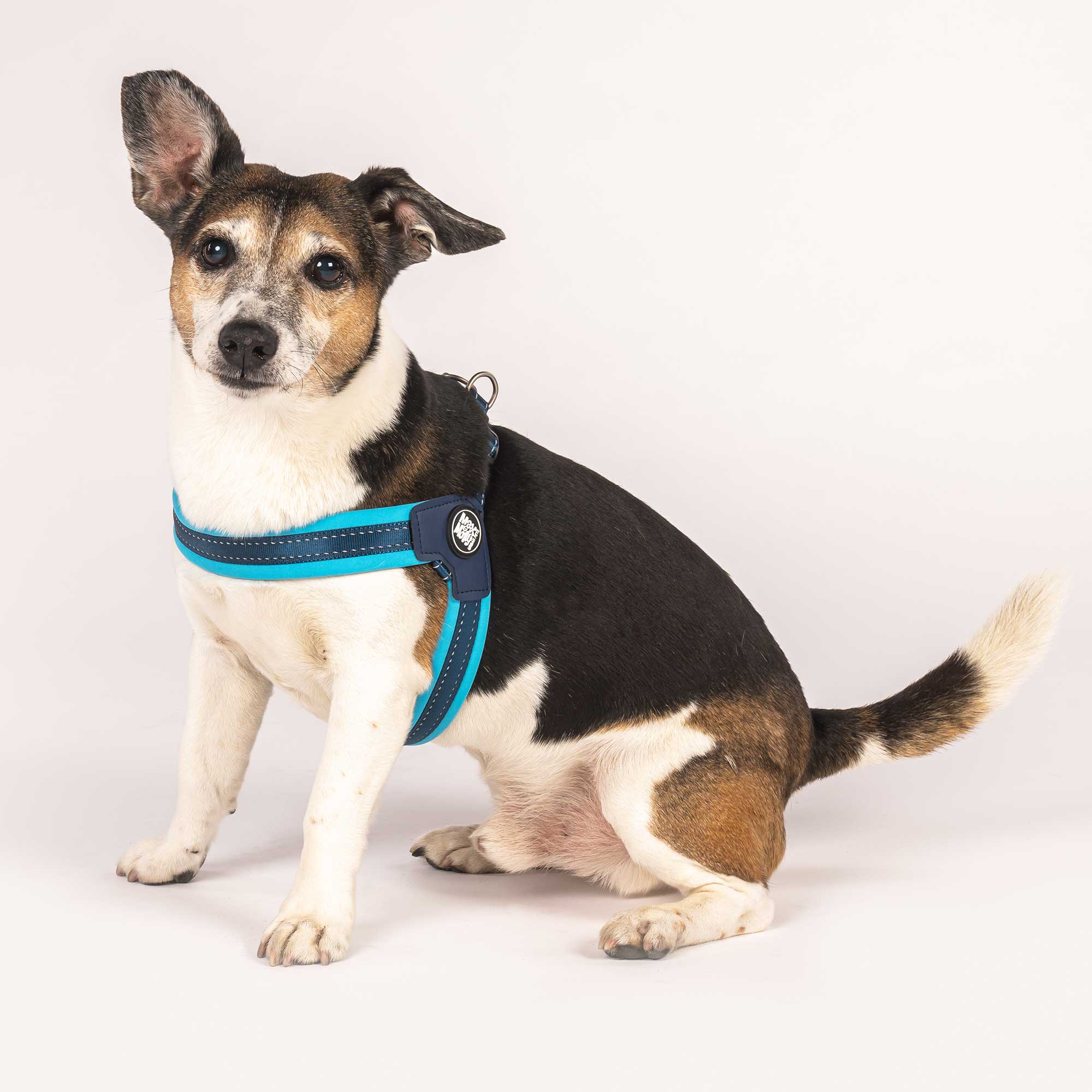 Max and molly dog harness new arrivals