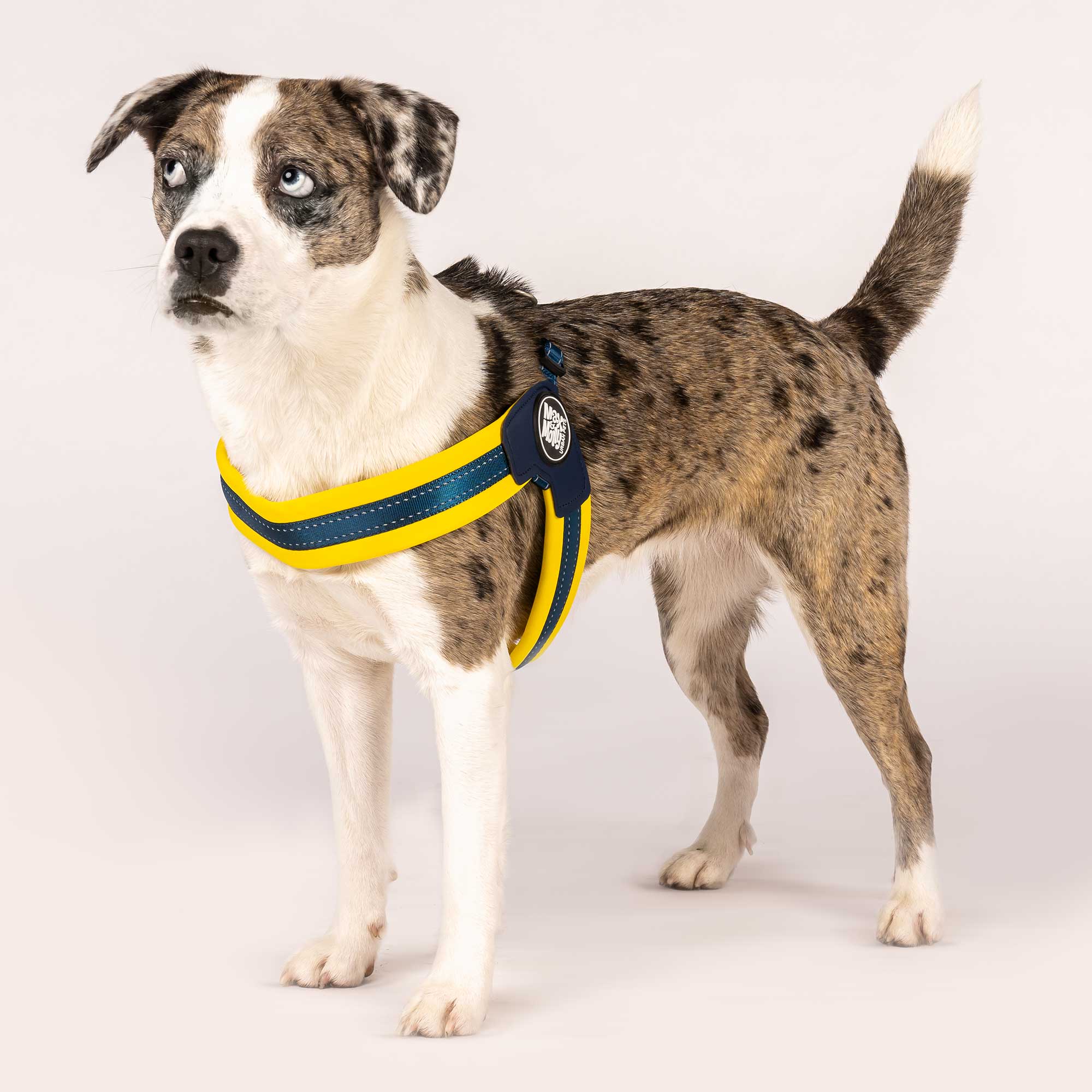 Q-Fit Geschirr Yellow