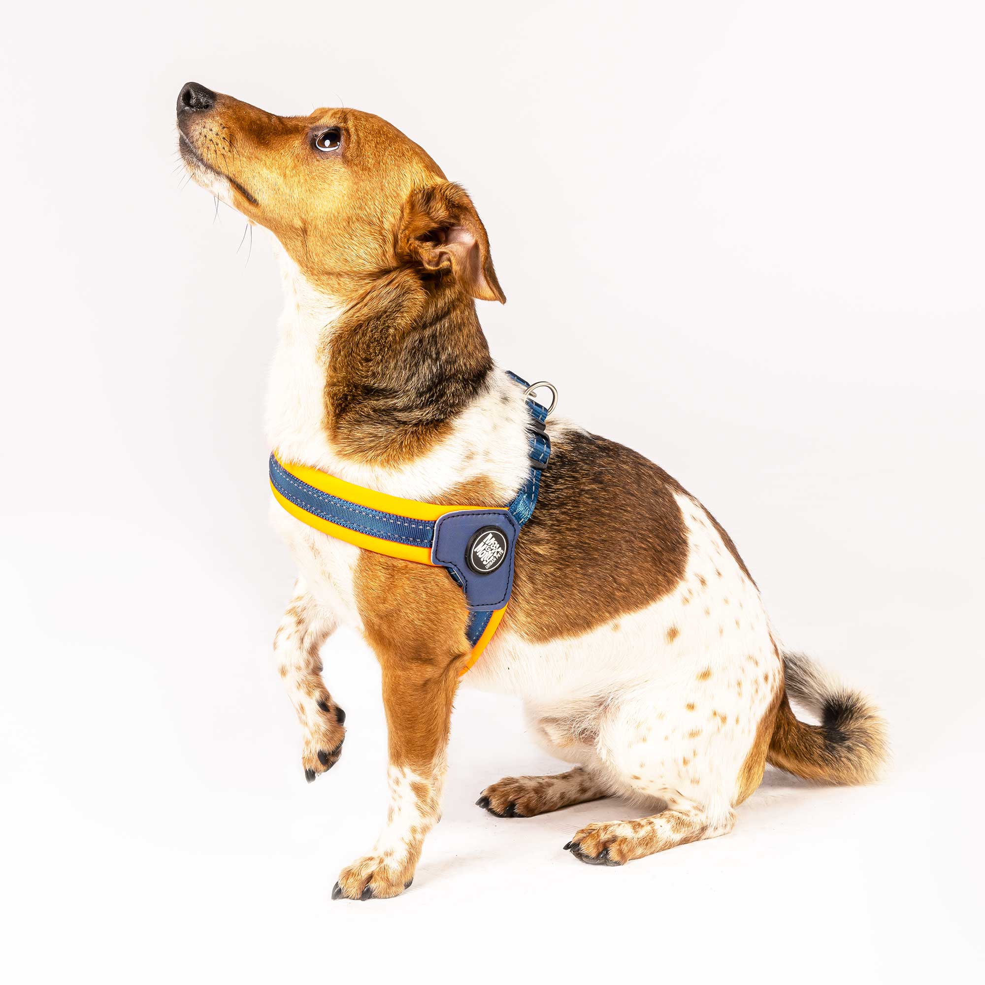 Q Fit Harness Orange Max Molly Urban Pets