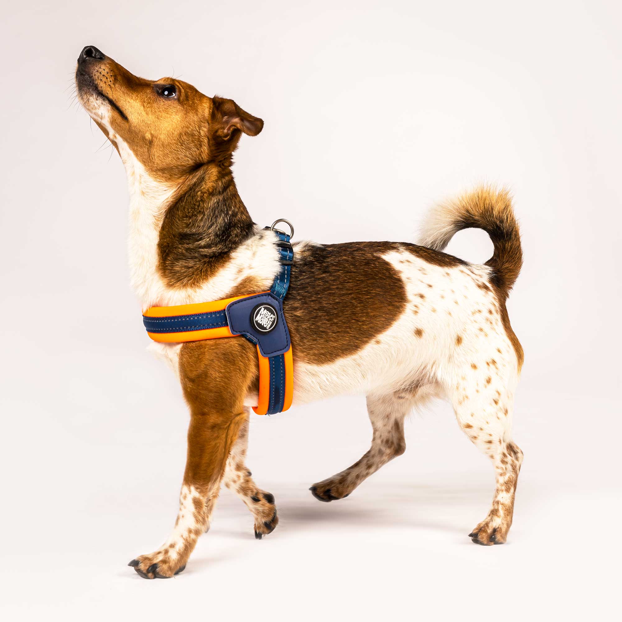Q Fit Harness Orange