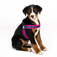 Q-Fit Harness Pink