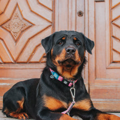 GOTCHA! Smart ID Collar - Retro Pink