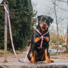 Multi Function Leash - Retro Pink